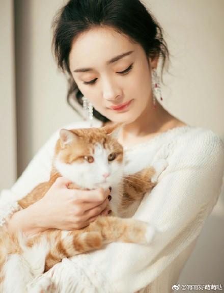杨幂养的猫居然出道拍广告了，开微博瞬间好几万粉丝！