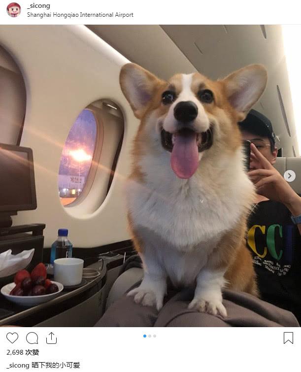 王思聪带柯基坐私人飞机，换女友顺便把宠物也换了？