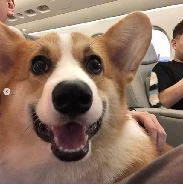 王思聪带柯基坐私人飞机，换女友顺便把宠物也换了？