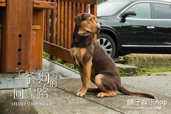 《一条狗的回家路》曝中国风海报 首映被赞“适合全人人类”