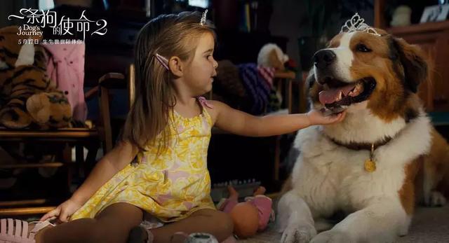 看《一条狗的使命2》哭成汪，人宠关系的电影为何引起观众共鸣？