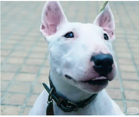 罗志祥变身“朱碧石”正式回归 这MV造型也是拼了！