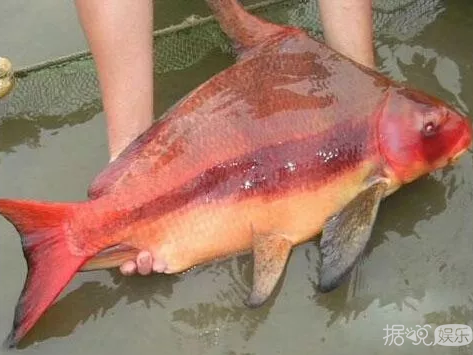 连吴亦凡易烊千玺都hold不住,求求帅哥们放弃这个谁留谁丑的发型 连吴亦凡易烊千玺都hold不住,求求帅哥们放弃这个谁留谁丑的发型