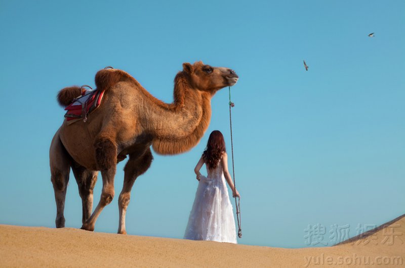 柳岩沙漠写真曝光 迷人背影牵骆驼变身塞外明珠