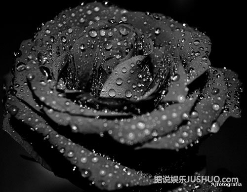 流言揭秘：真的有黑玫瑰吗？