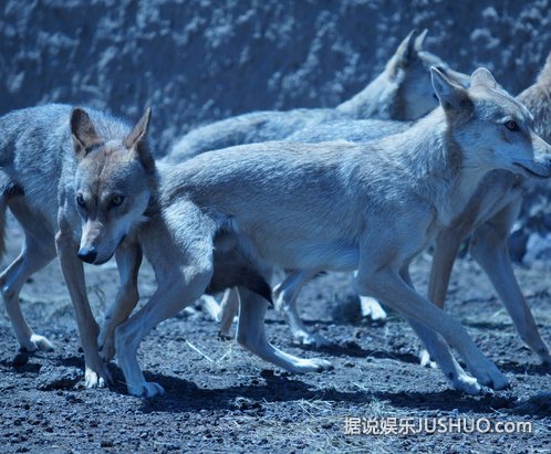 《狼图腾》冯绍峰与狼共舞8个月