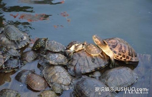 惊掉下巴！中外乌龟混战招招至死  洞太小想不来！