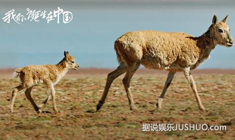 《我们诞生在中国》那些从小就喜爱的动物