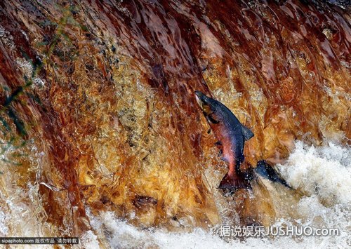 英国北约克郡topcliffe,鲑鱼逆流而上,从斯韦尔河的河水中勇敢地跳起
