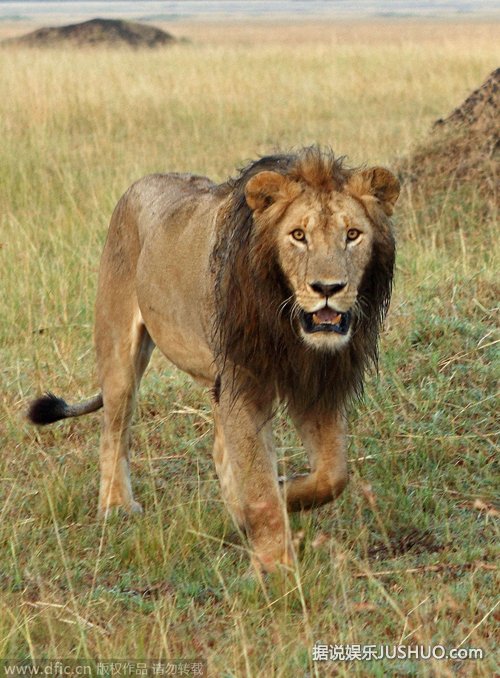 這隻馬賽馬拉野生動物保護區內的獅子已經不是森林之王了,而是啃泥之