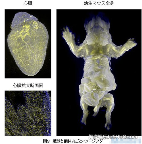 报道称,处理过程包括通过老鼠的心脏泵入盐溶液,把循环系统里面的血液